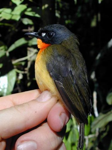 Forest robin